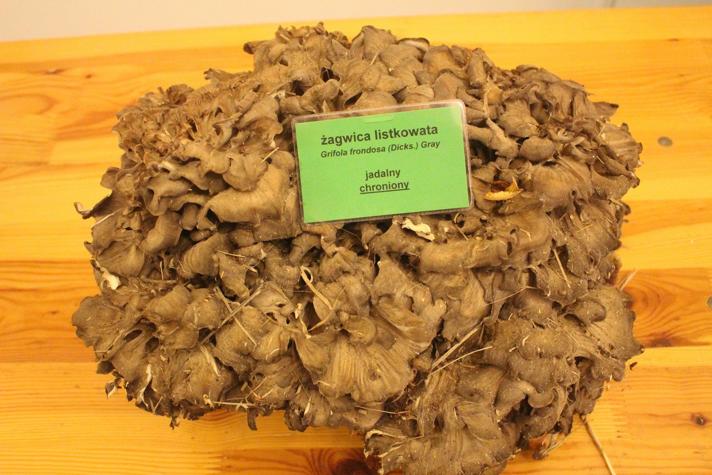 suche-lato-grzybow-mniej-77299