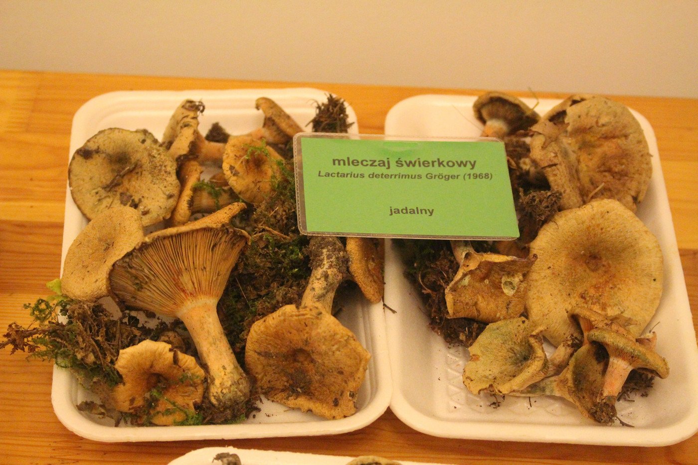 suche-lato-grzybow-mniej-77299