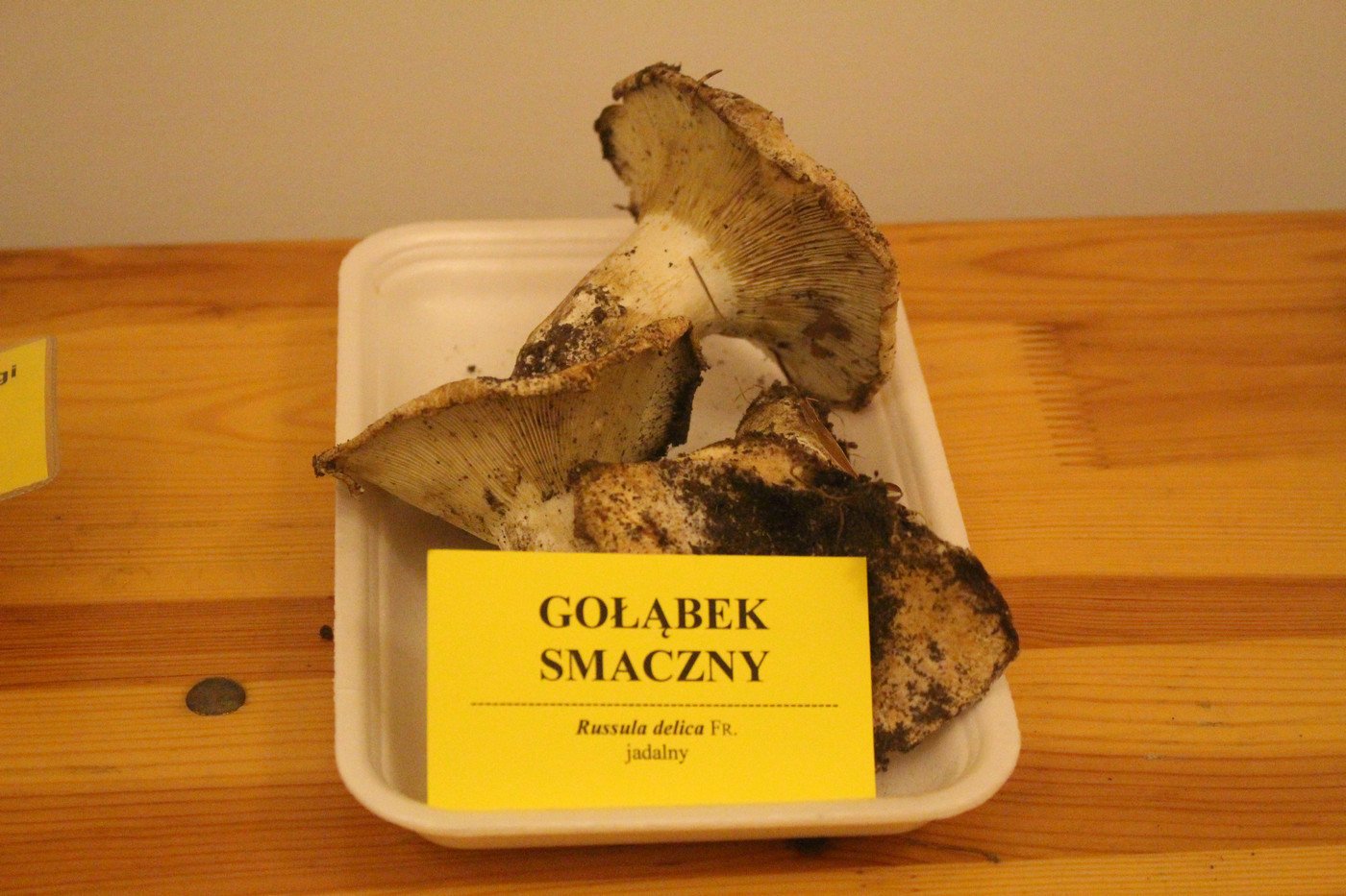 suche-lato-grzybow-mniej-77299