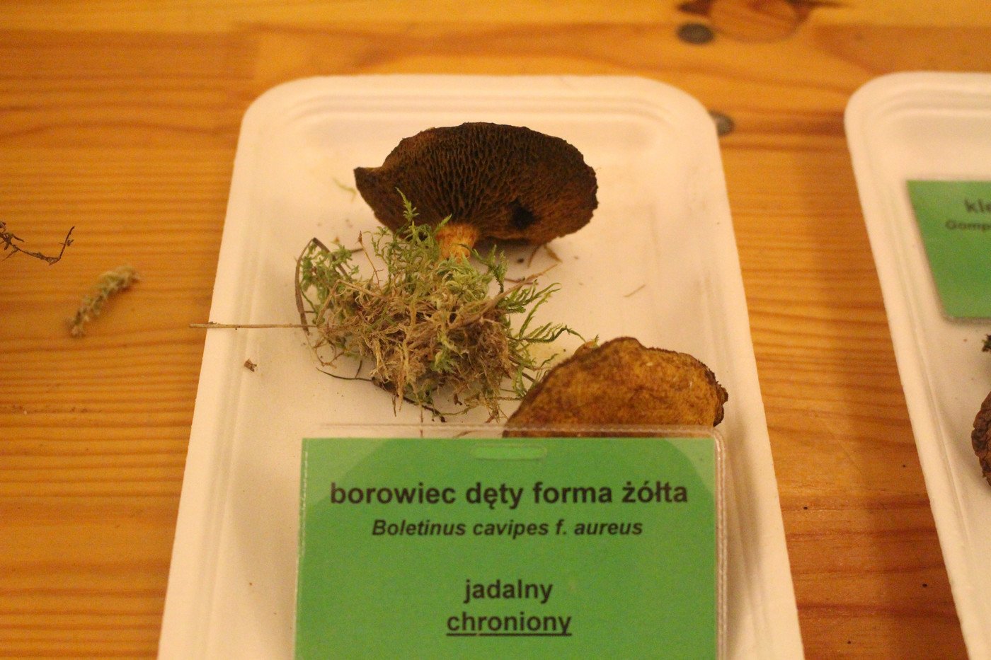 suche-lato-grzybow-mniej-77299