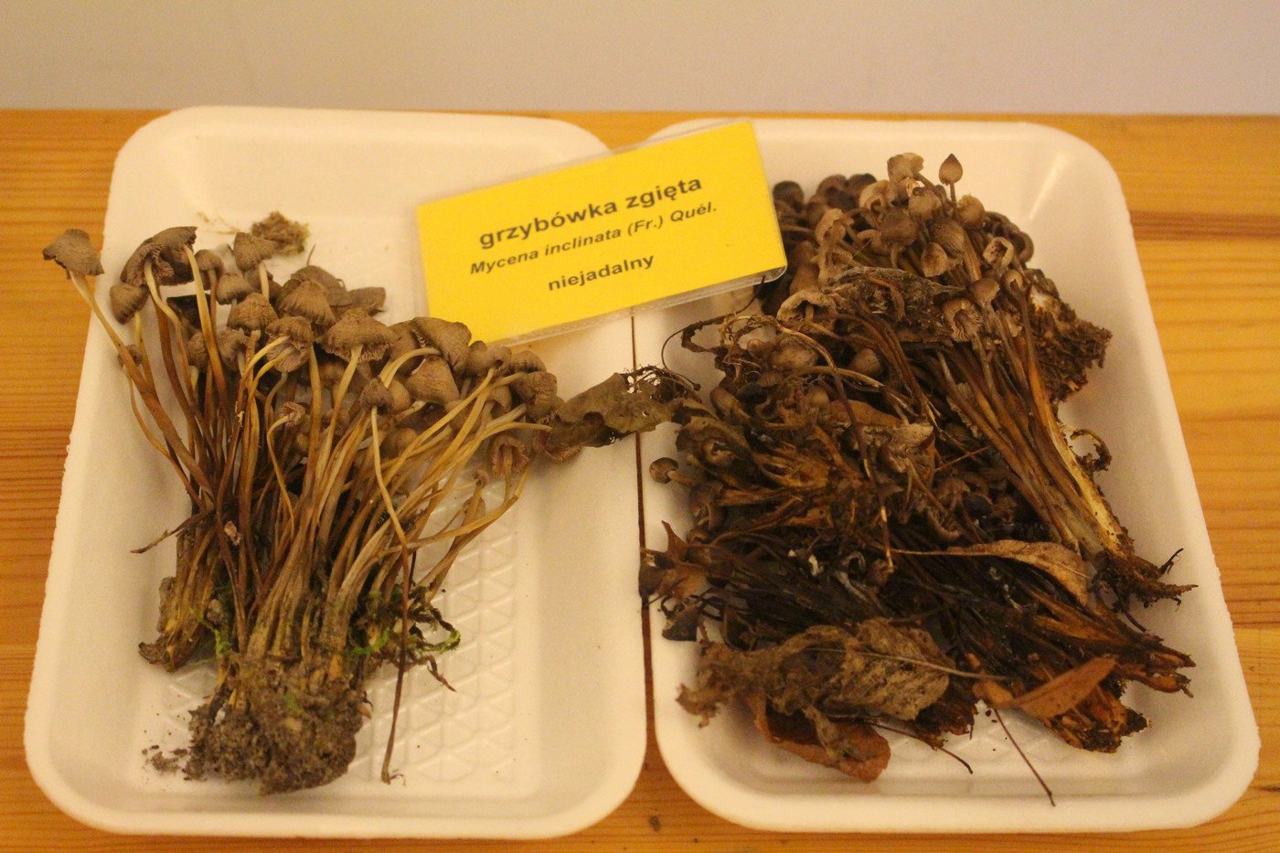 suche-lato-grzybow-mniej-77299