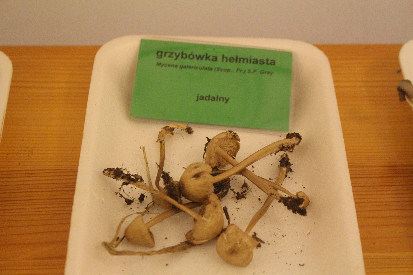 suche-lato-grzybow-mniej-77299