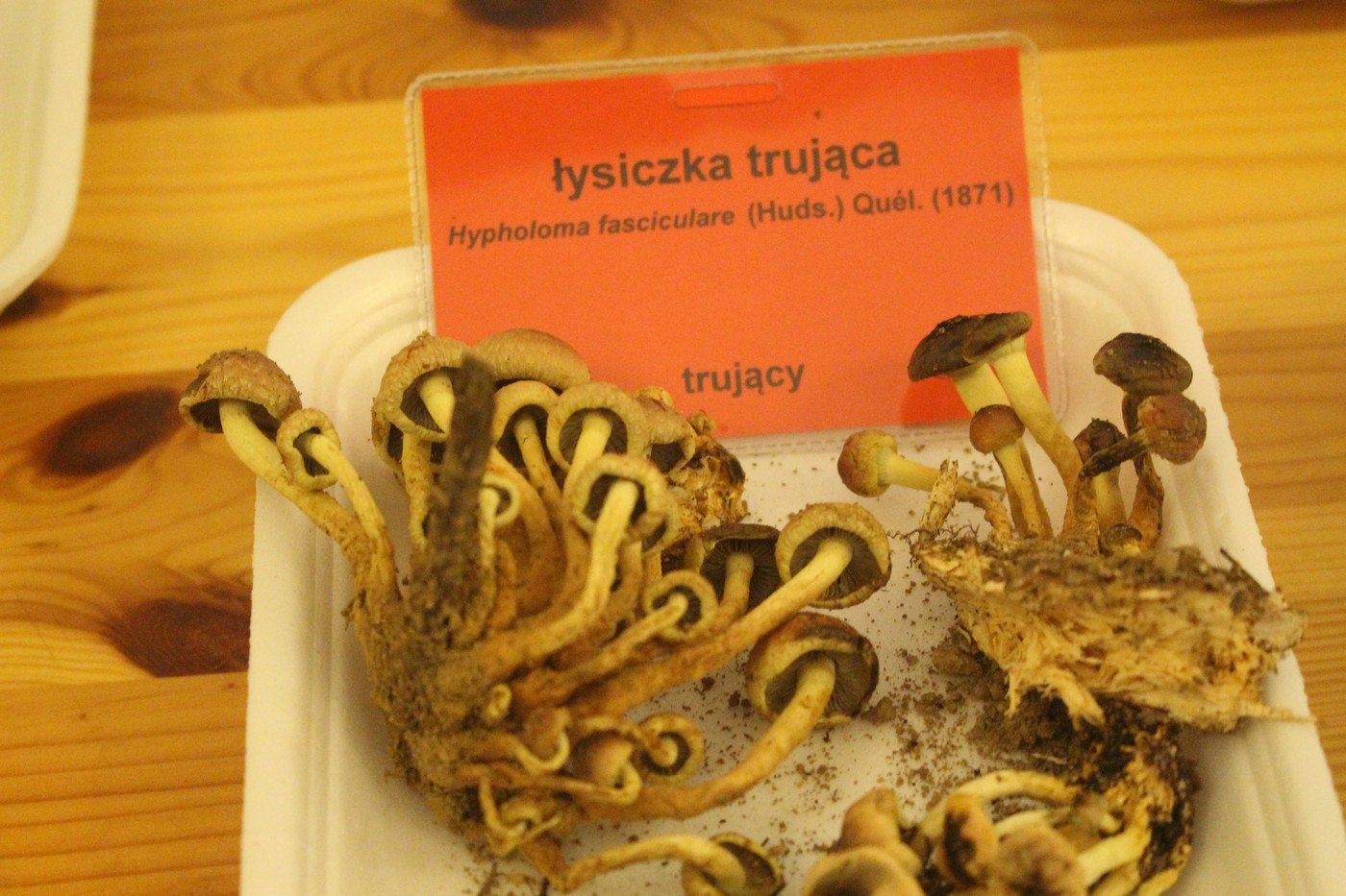 suche-lato-grzybow-mniej-77299