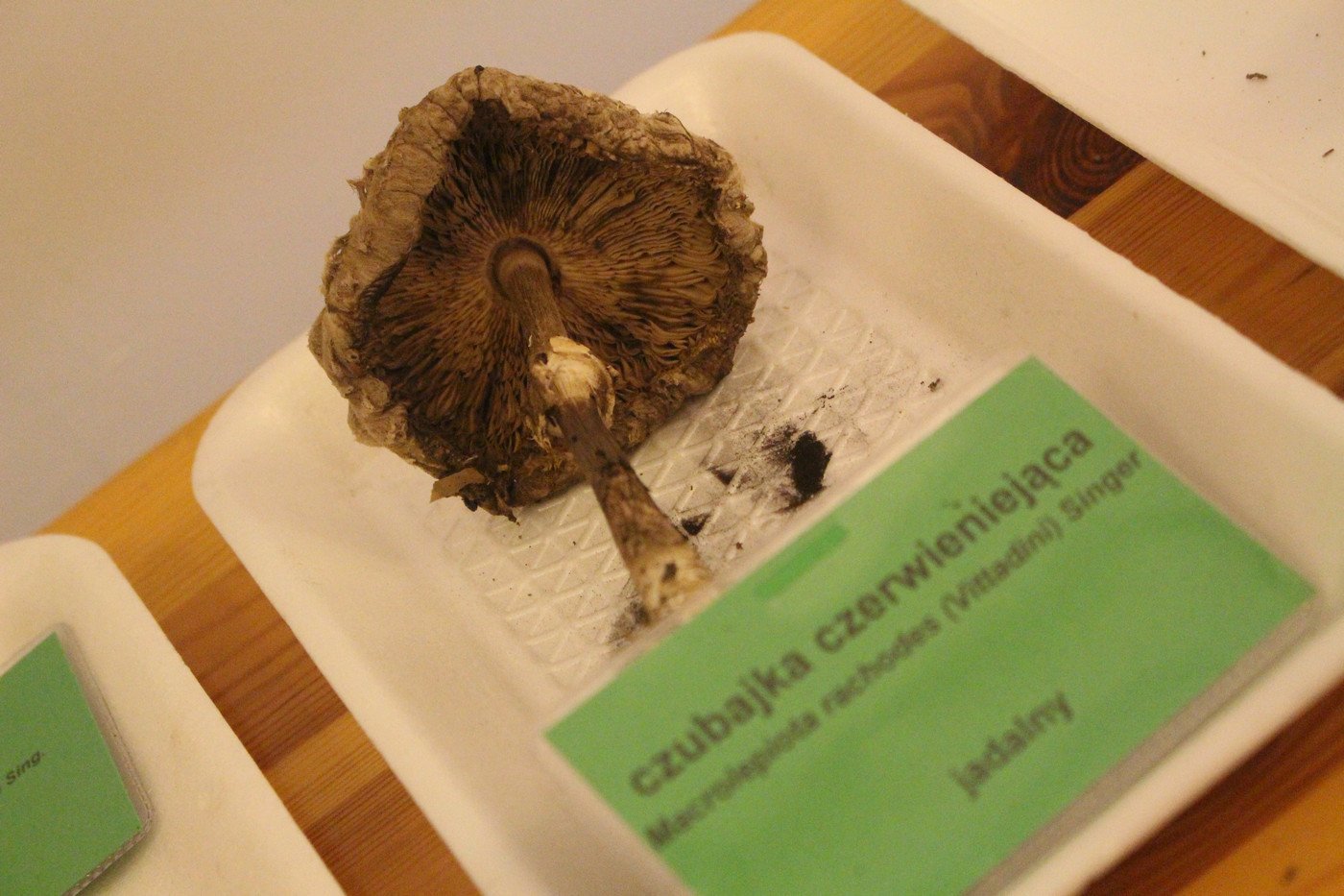 suche-lato-grzybow-mniej-77299