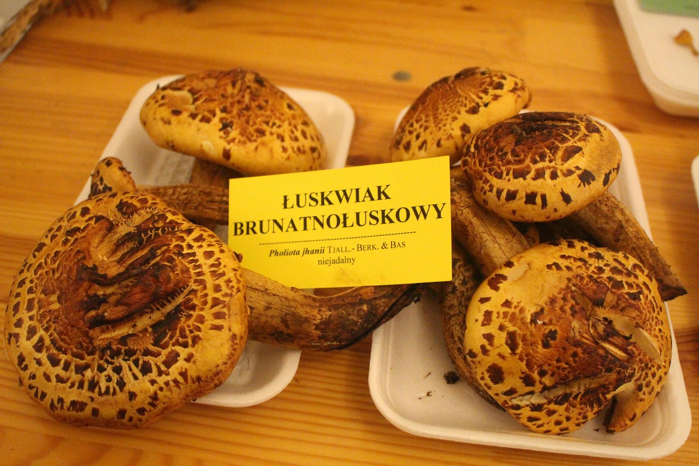 suche-lato-grzybow-mniej-77299