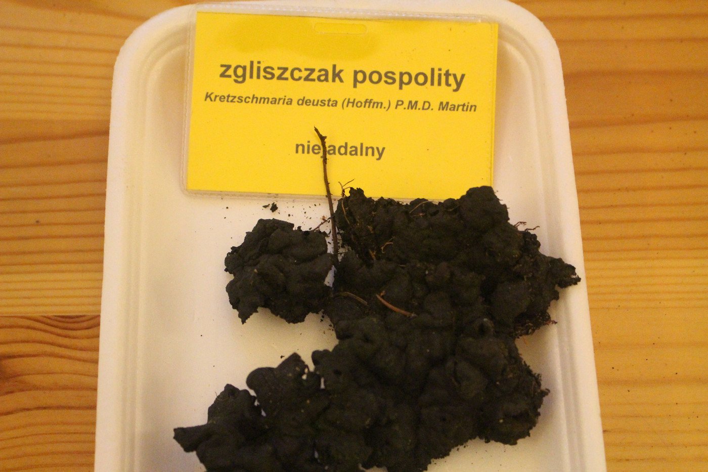 suche-lato-grzybow-mniej-77299