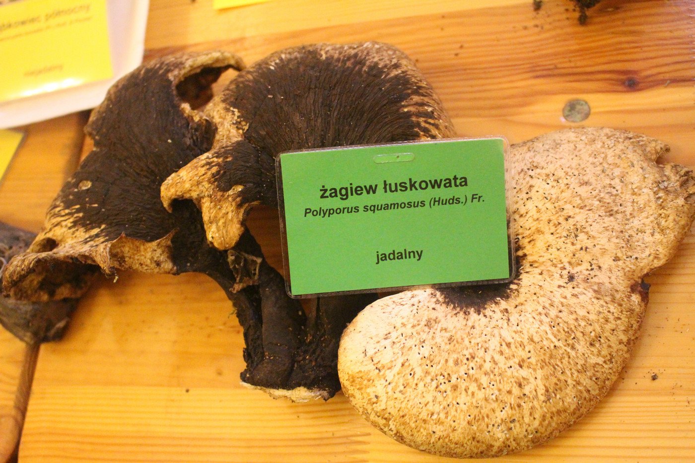 suche-lato-grzybow-mniej-77299