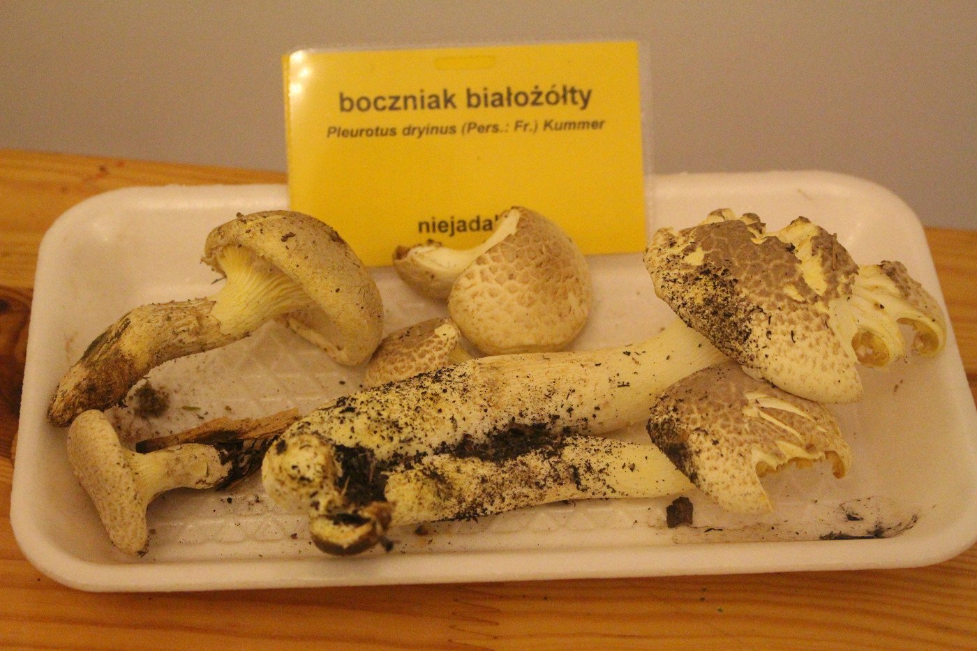 suche-lato-grzybow-mniej-77299