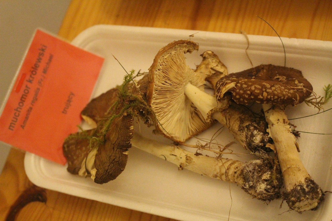 suche-lato-grzybow-mniej-77299