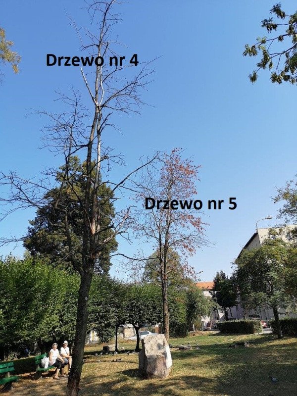awantura-o-drzewa-77726