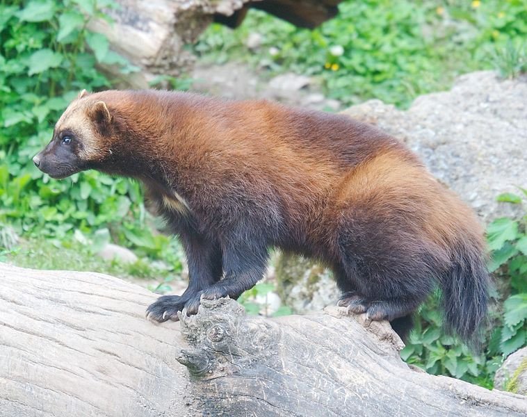 Rosomak