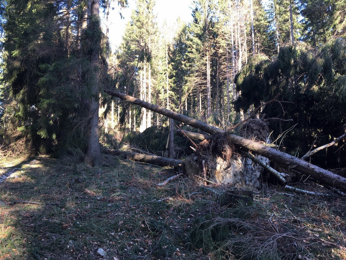 lesne-wycieczki-zakazane-78253