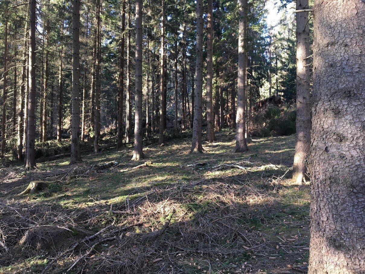 lesne-wycieczki-zakazane-78253