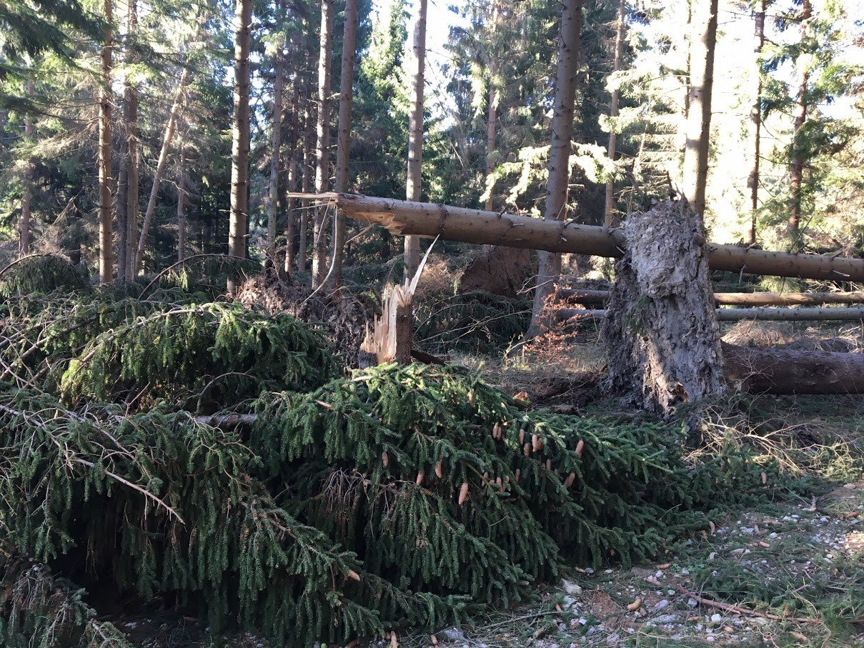 lesne-wycieczki-zakazane-78253