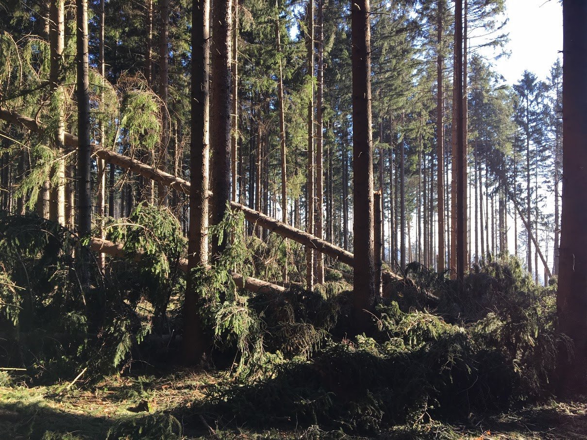 lesne-wycieczki-zakazane-78253