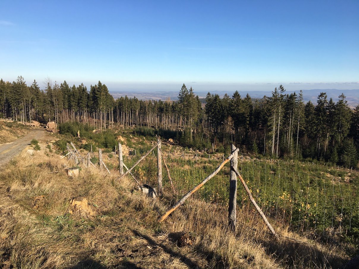 lesne-wycieczki-zakazane-78253