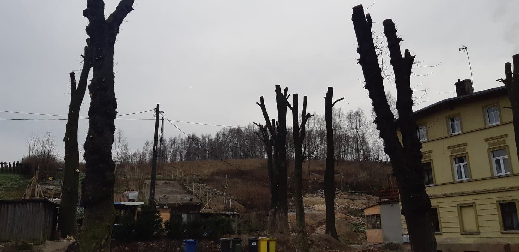 kto-okaleczy-drzewa-78637
