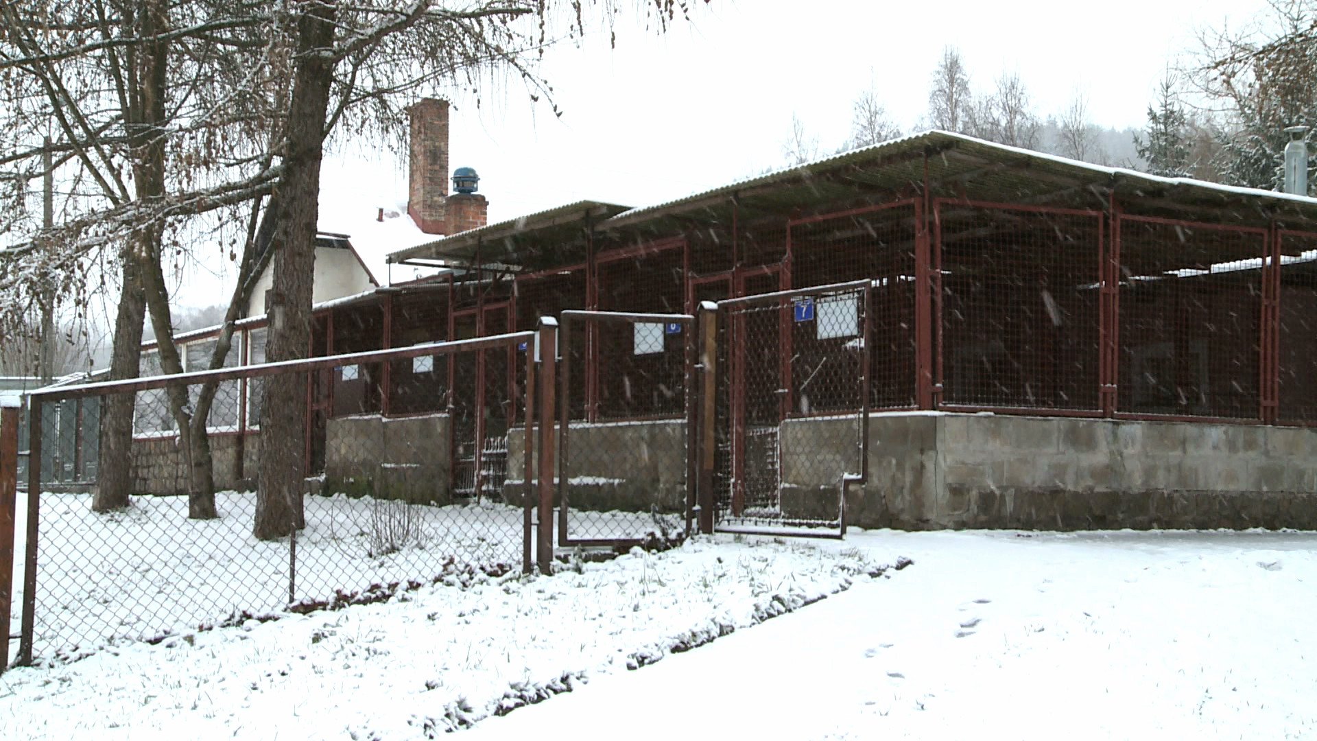 jak-skutecznie-pomoc-schronisku-dla-zwierzat-79158