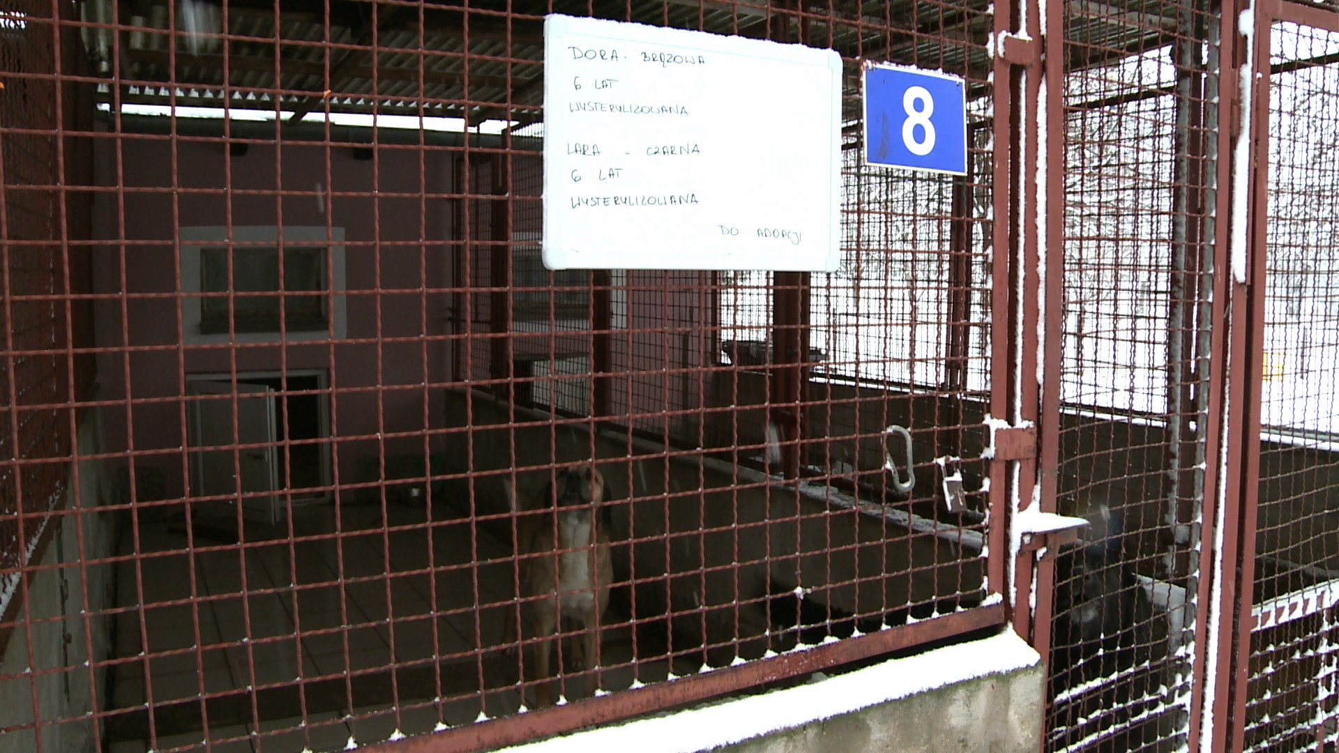jak-skutecznie-pomoc-schronisku-dla-zwierzat-79158