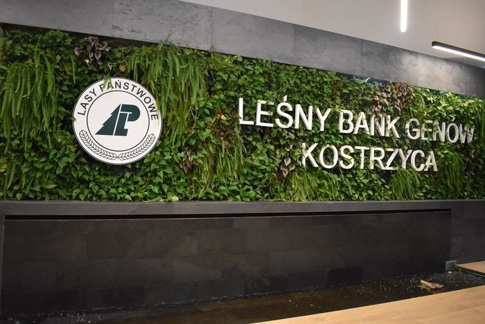 lesny-bank-genow-kostrzyca-pomaga-puszczy-biaowieskiej-79371