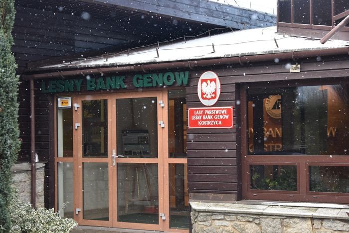 lesny-bank-genow-kostrzyca-pomaga-puszczy-biaowieskiej-79371