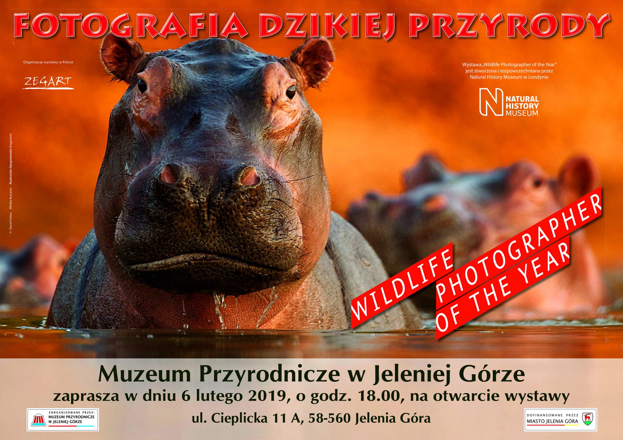dzika-przyroda-w-muzeum-przyrodniczym-79534