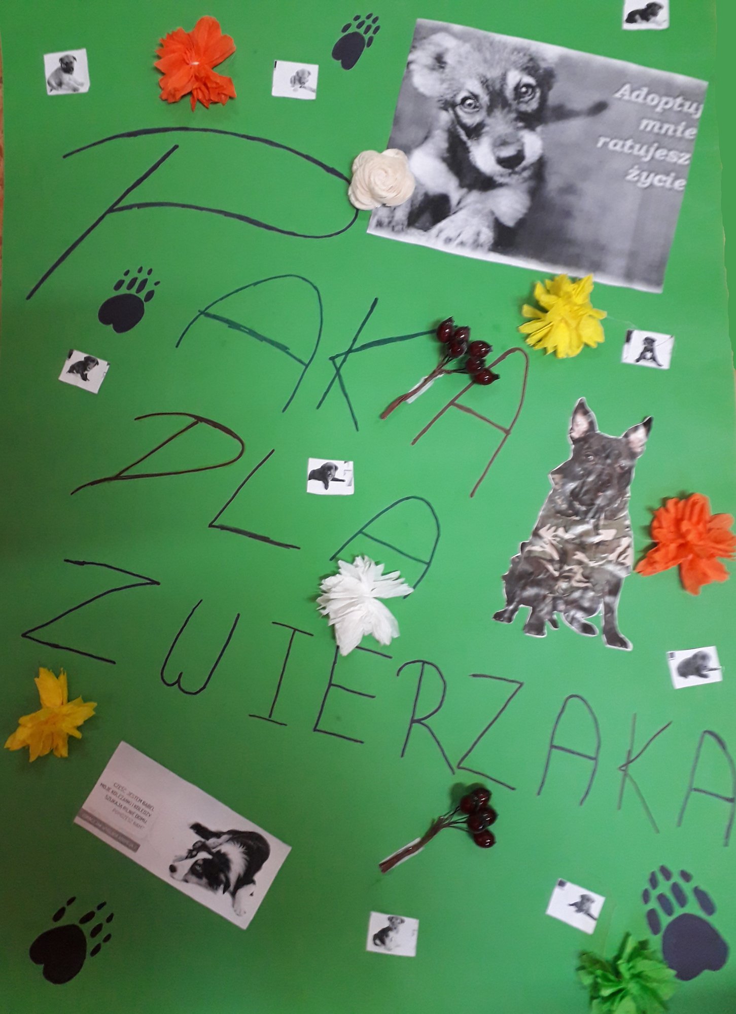 paka-dla-zwierzaka-pomoz-i-ty-79730