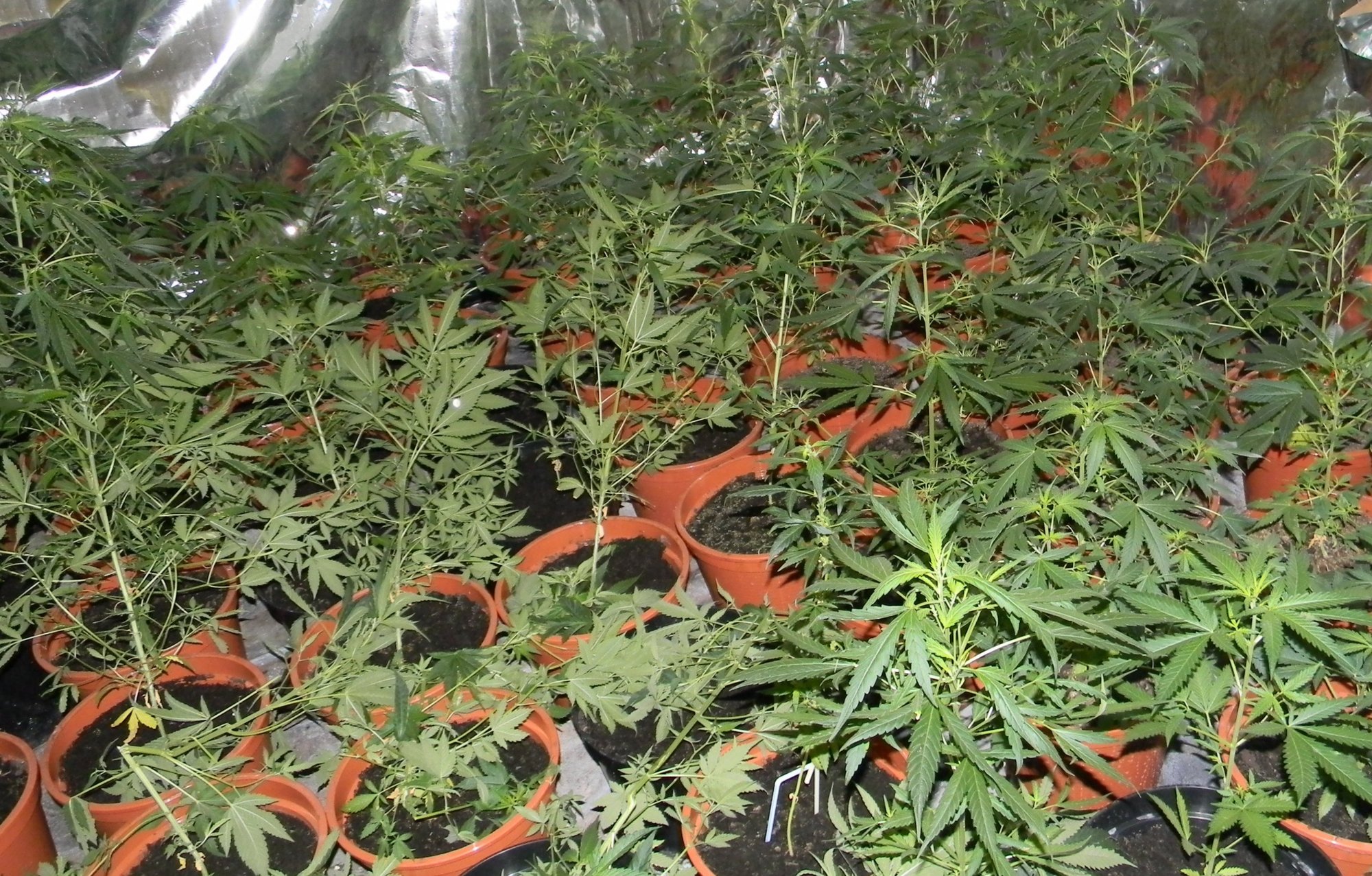 medyczna-marihuana-jest-juz-w-aptekach-79734