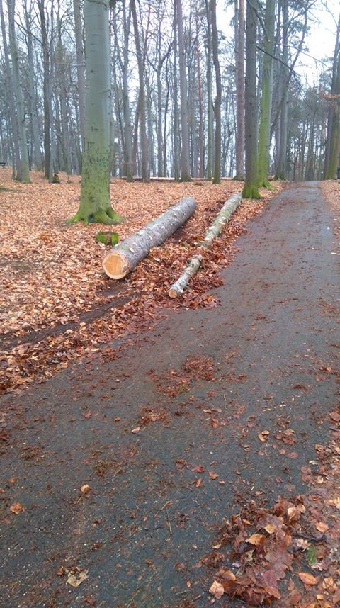 tna-zdrowe-drzewa-79781