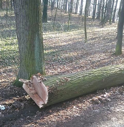 tna-zdrowe-drzewa-79781