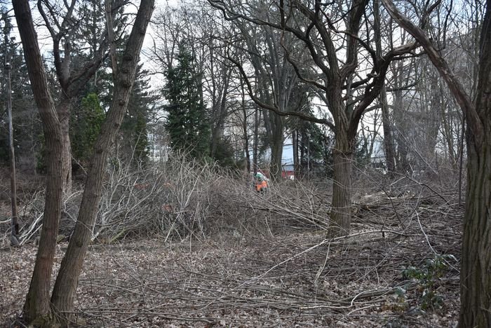 trwa-porzadkowanie-parku-przy-zameczku-80035