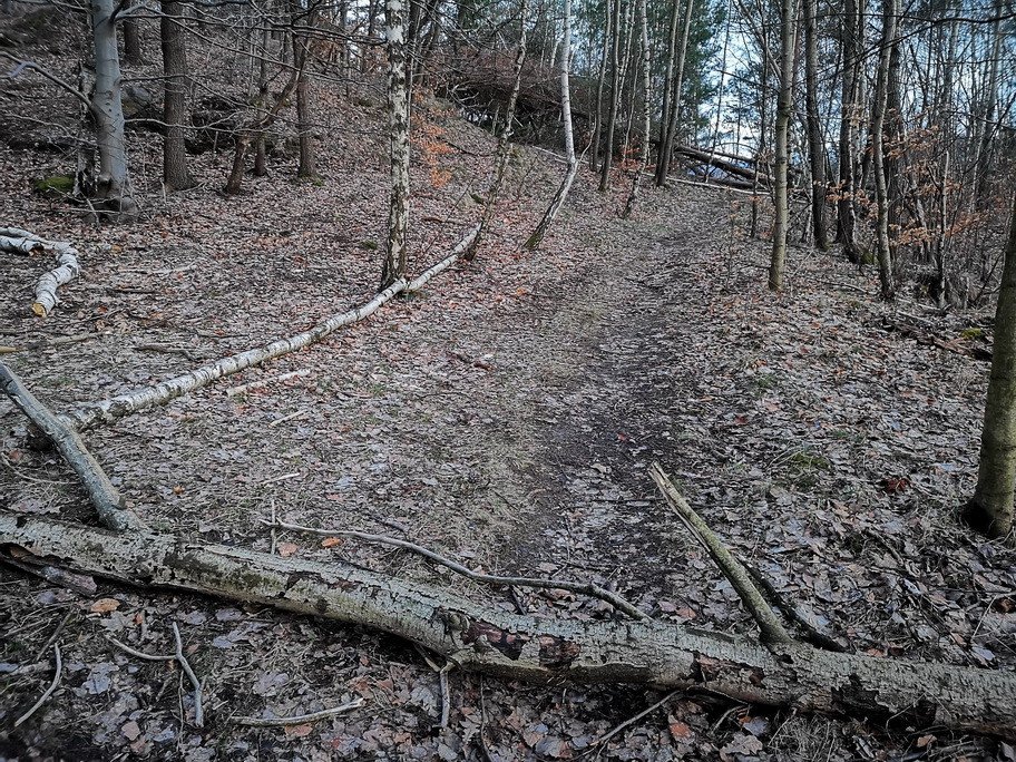 cmentarzysko-drzew-80234