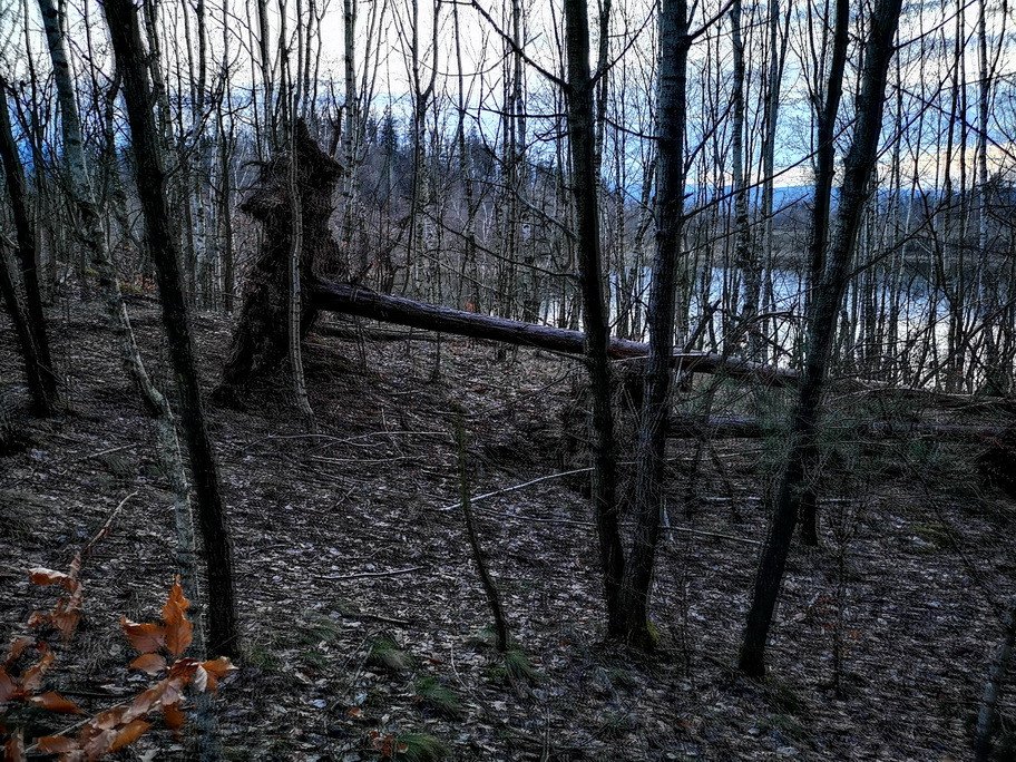 cmentarzysko-drzew-80234