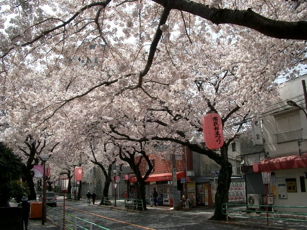 muflon-po-japonsku-80448