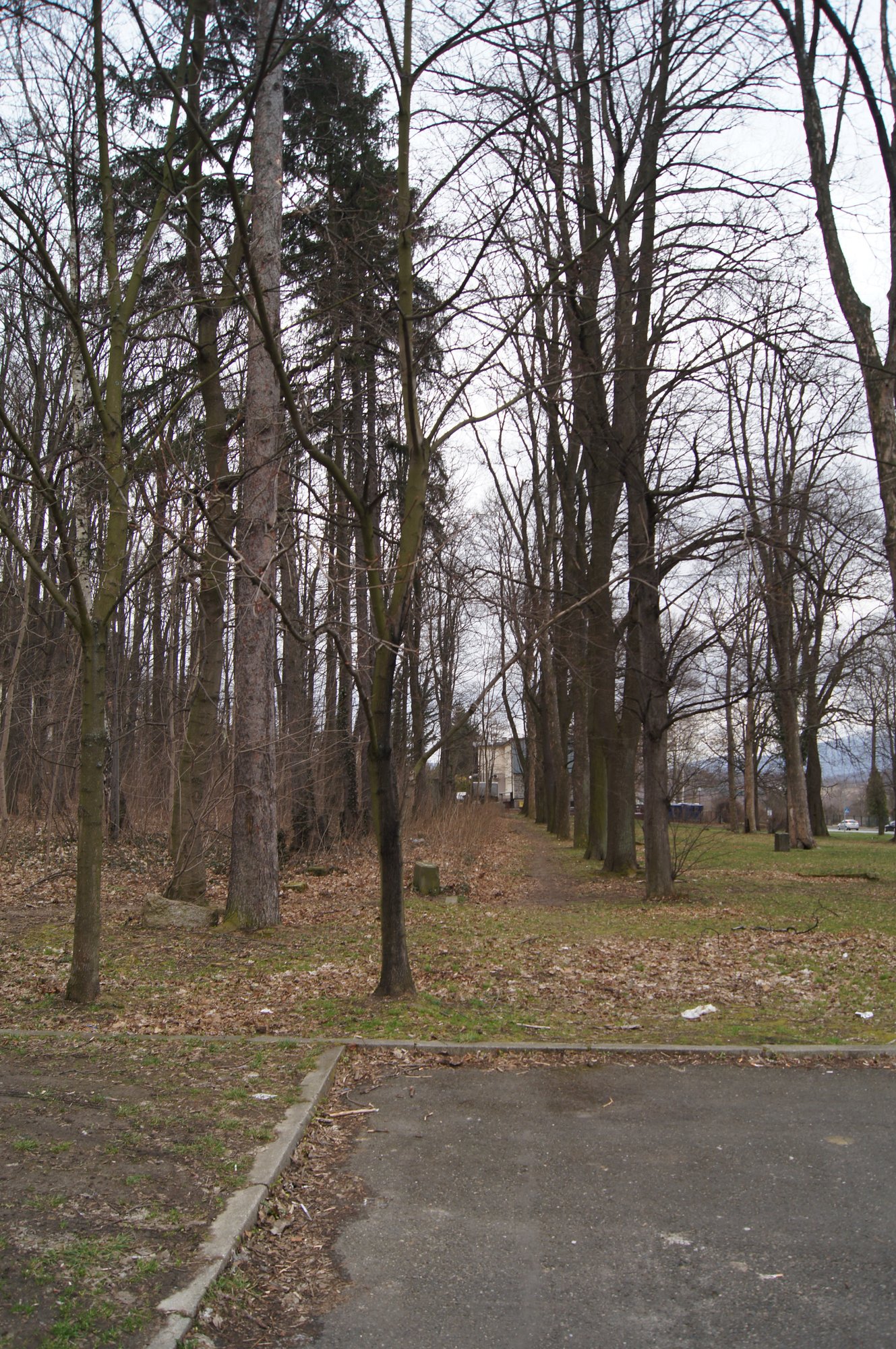 Aleja główna na cmentarzu żydowskim, widok od parkingu