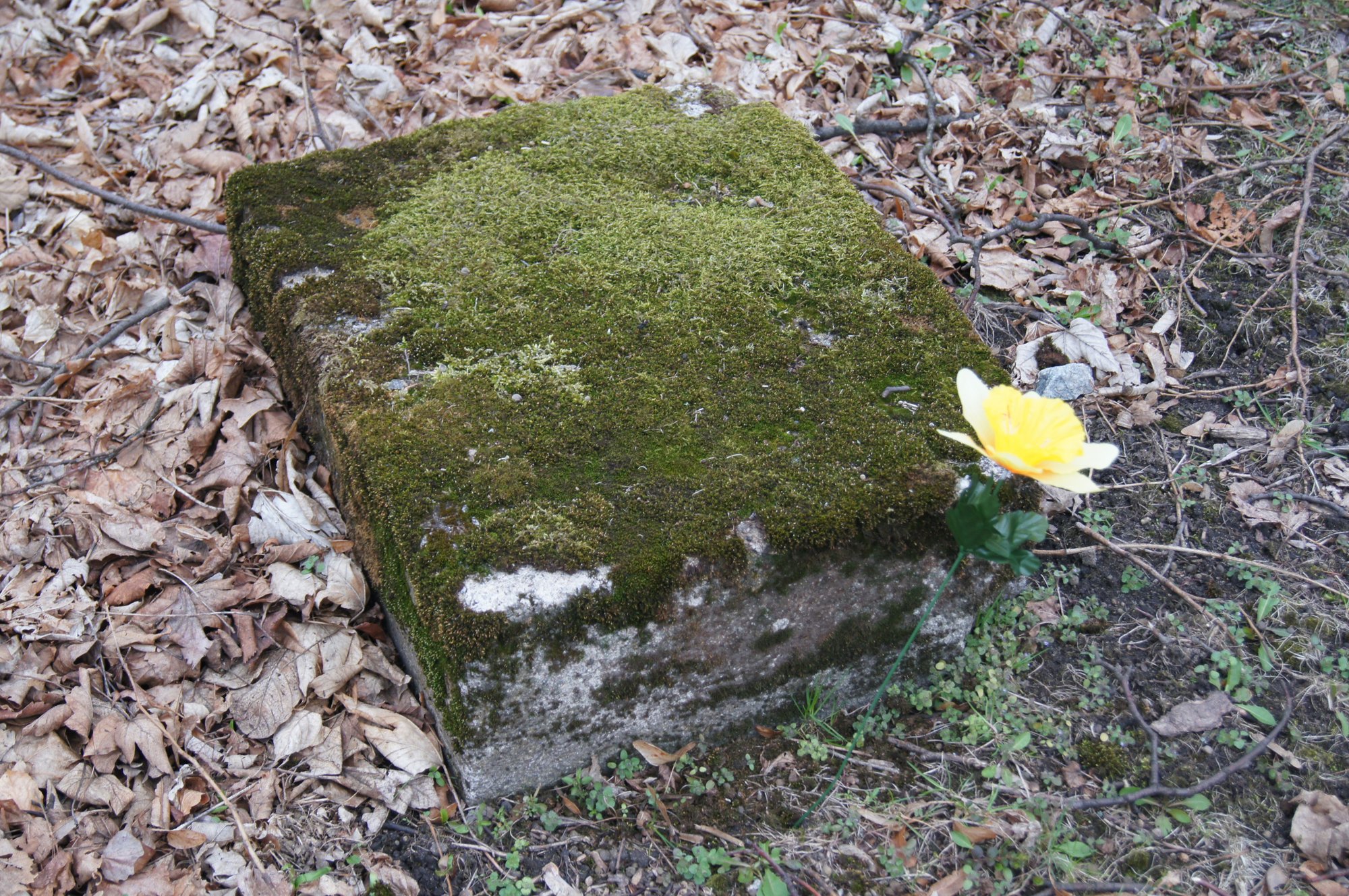 Podstawa macewy