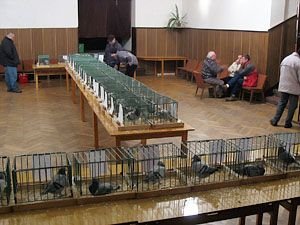 wystawa-goebi-pocztowych-relacja-i-foto-8139