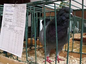 wystawa-goebi-pocztowych-relacja-i-foto-8139