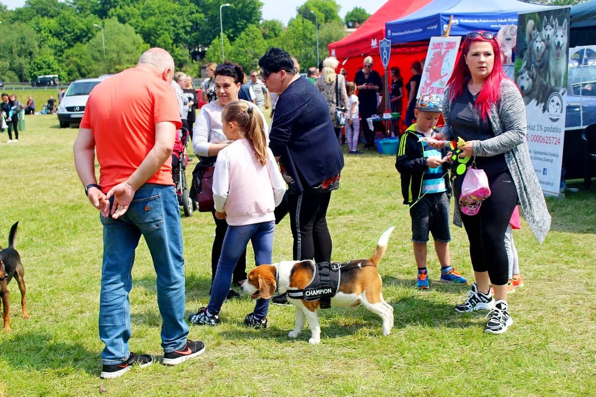 na-pikniku-promowali-adopcje-zwierzat-81508