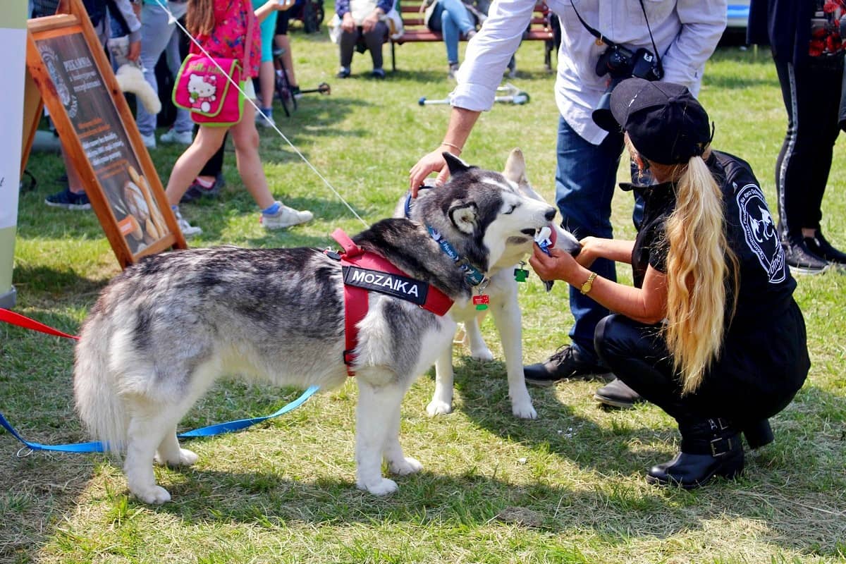 na-pikniku-promowali-adopcje-zwierzat-81508