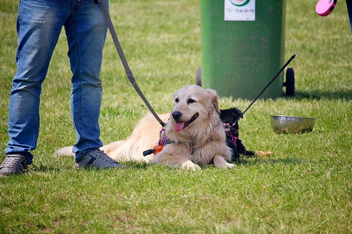 na-pikniku-promowali-adopcje-zwierzat-81508