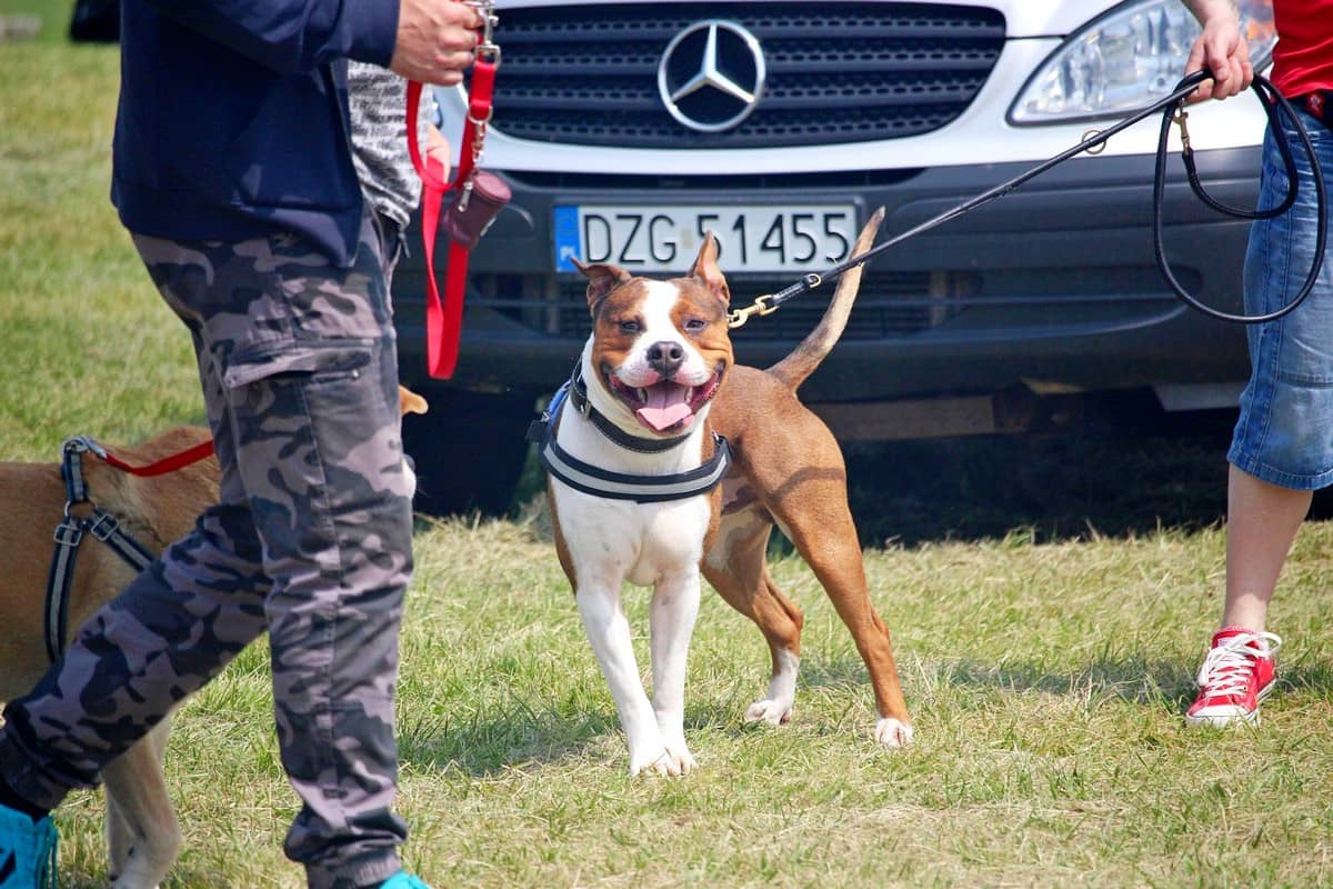 na-pikniku-promowali-adopcje-zwierzat-81508