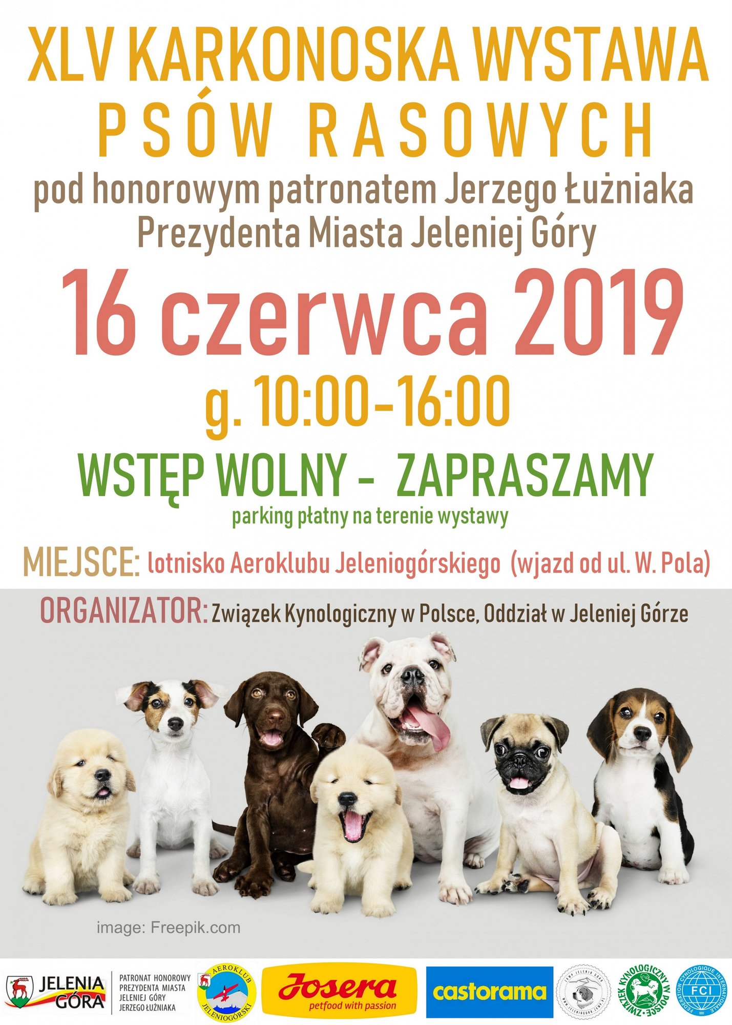 wkrotce-kolejna-wystawa-psich-pieknosci-81753