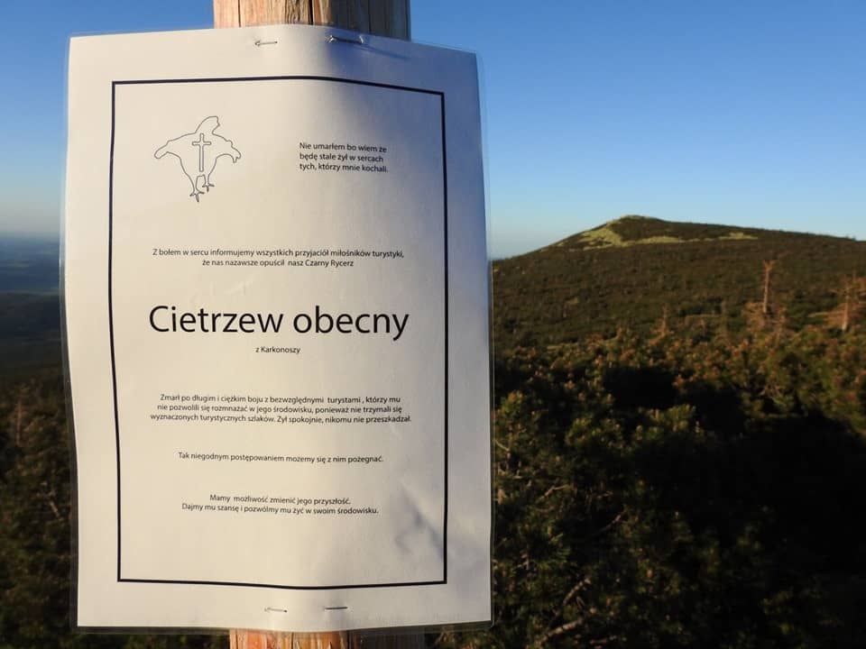 pogrzeb-cietrzewia-81901