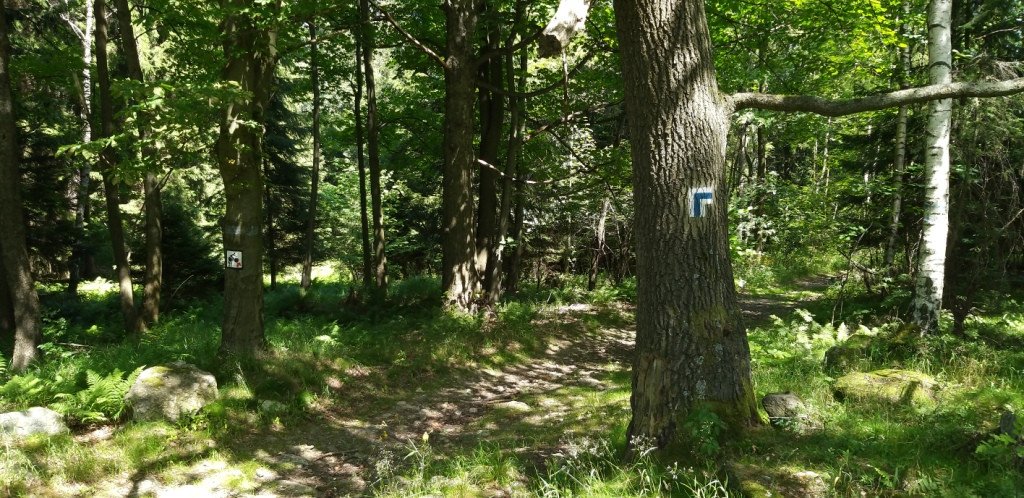 przez-bobrowe-skay-do-goduszyna-82162