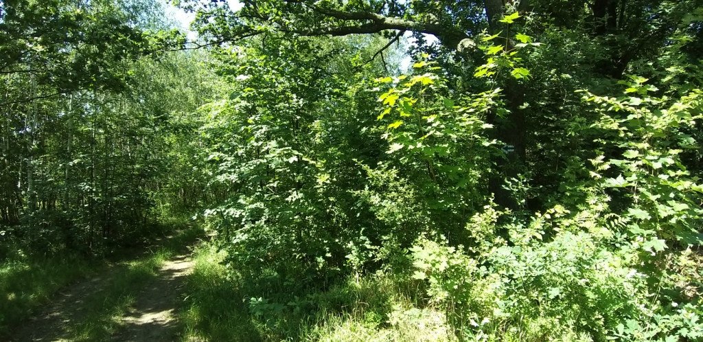 przez-bobrowe-skay-do-goduszyna-82162