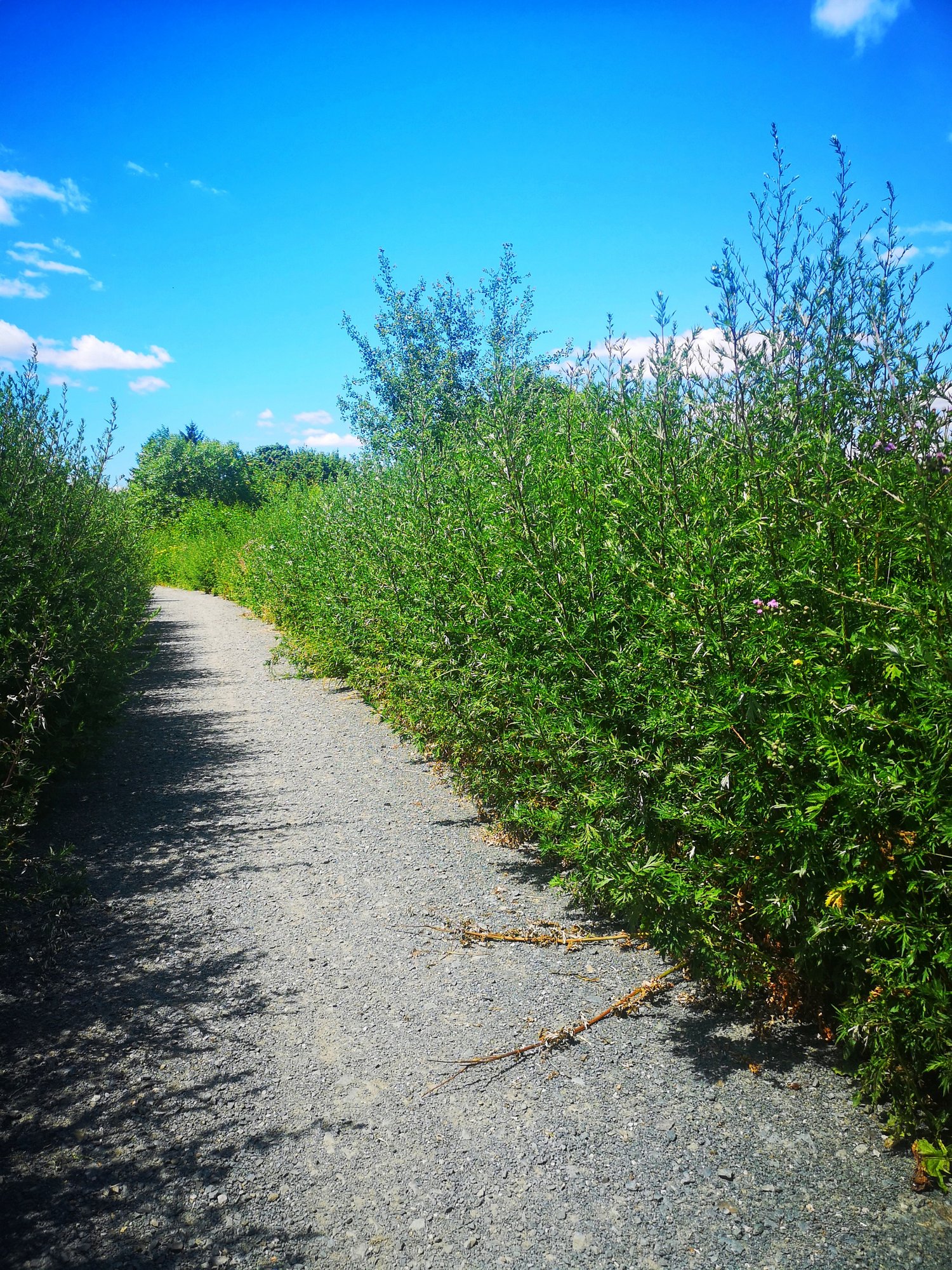promenada-bobru-ktorego-nie-widac-82217