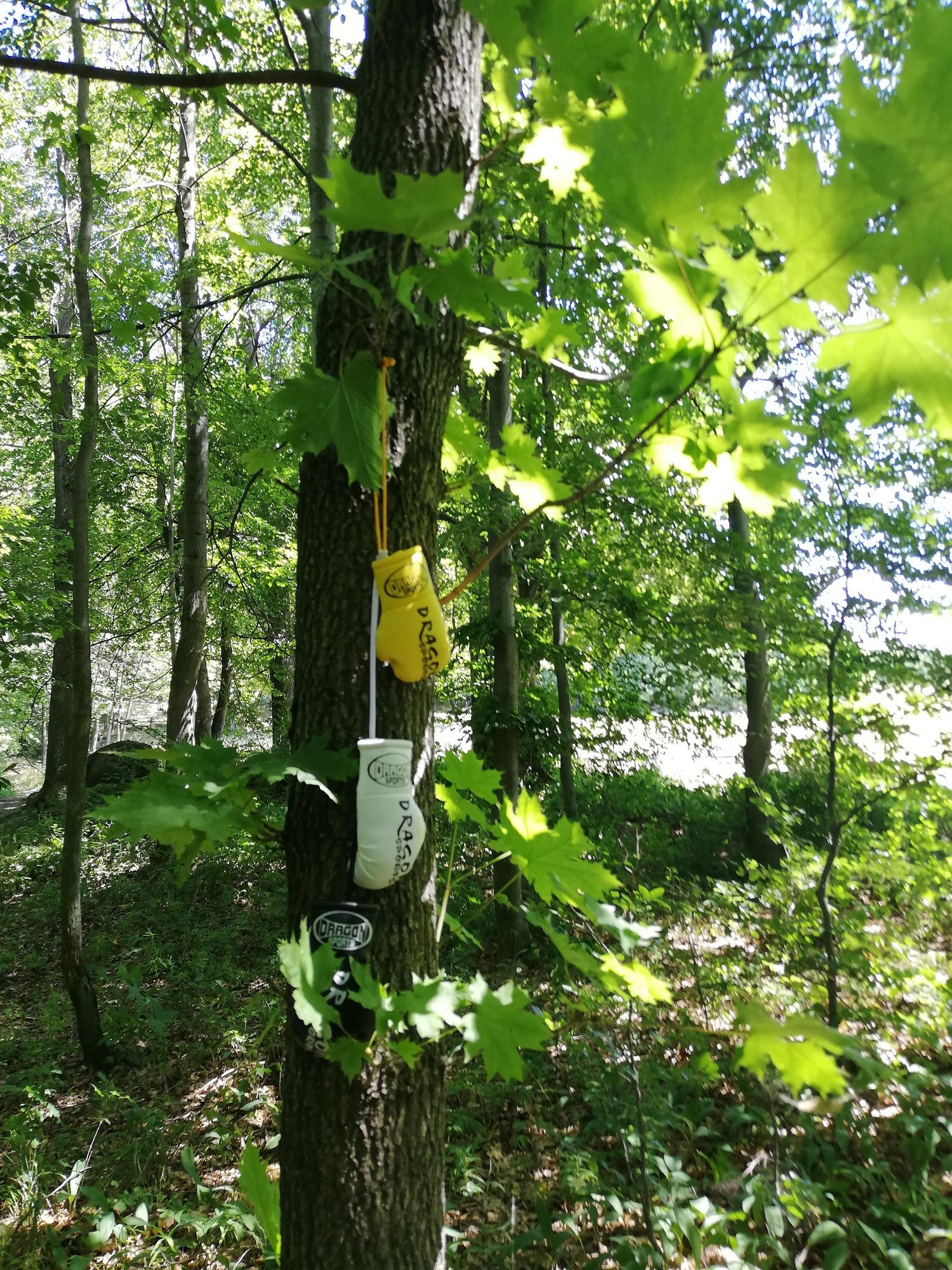 marsz-osobliwosci-82272