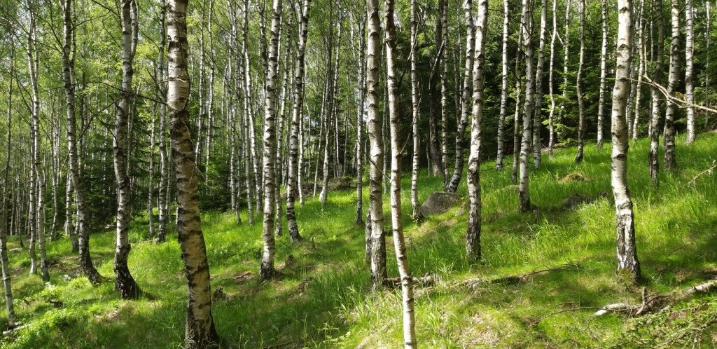 na-skalnik-z-wojkowa-od-widokow-gowa-boli-82278