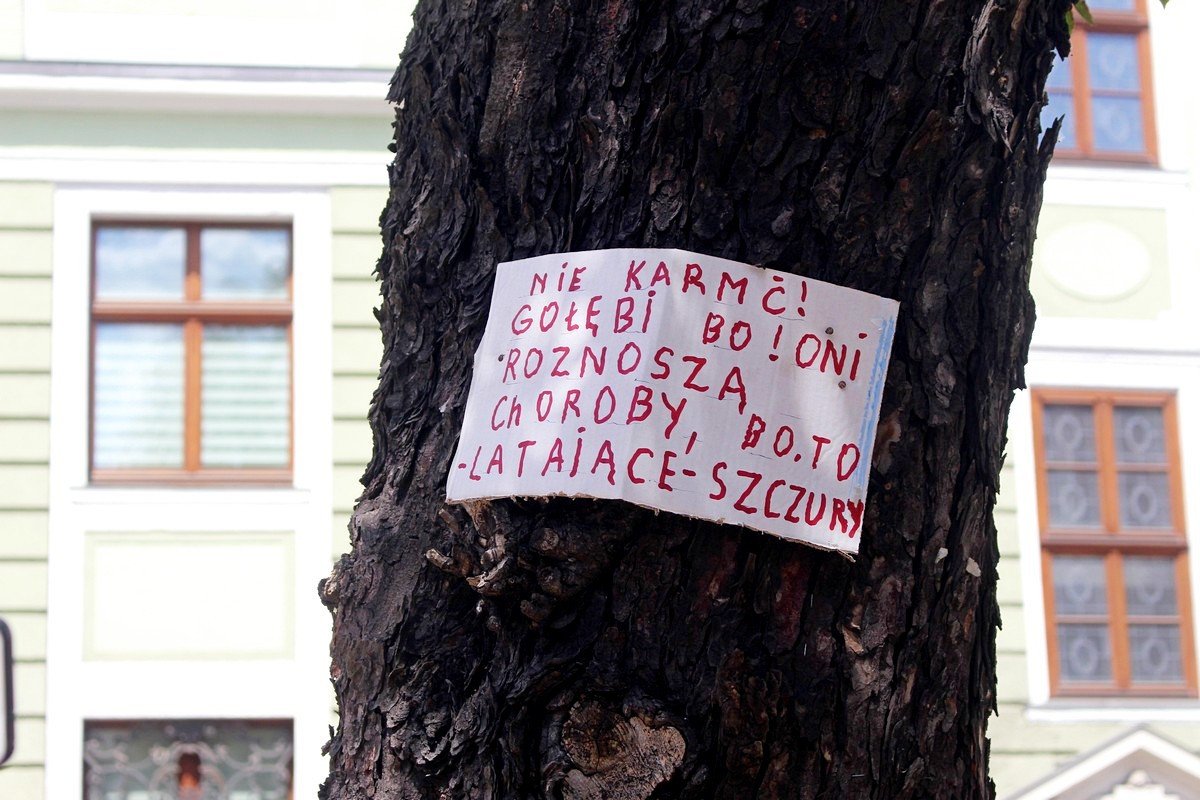 goebie-czy-latajace-szczury-82303
